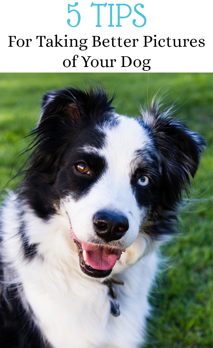 5 TIPS FOR BETTER PET PHOTOGRAPHY - DOGS BY PMA PHOTOGRAPHY OF PHOENIX, ARIZONA