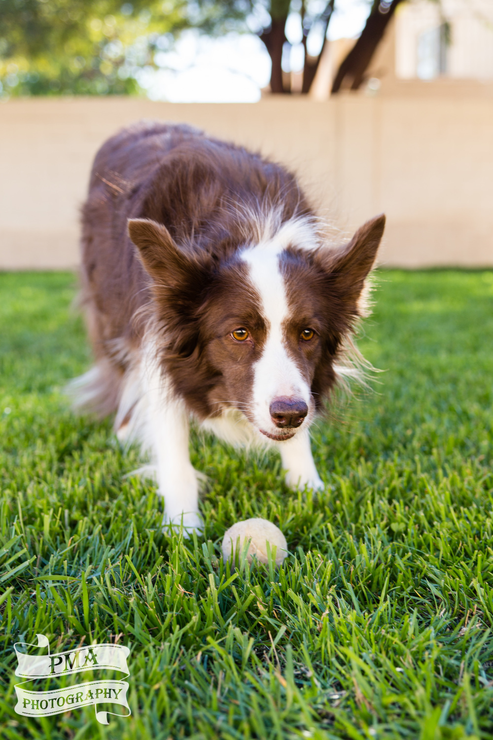 5 Tips for Better Pet Photography - Dogs by PMA Photography of Phoenix, Arizona