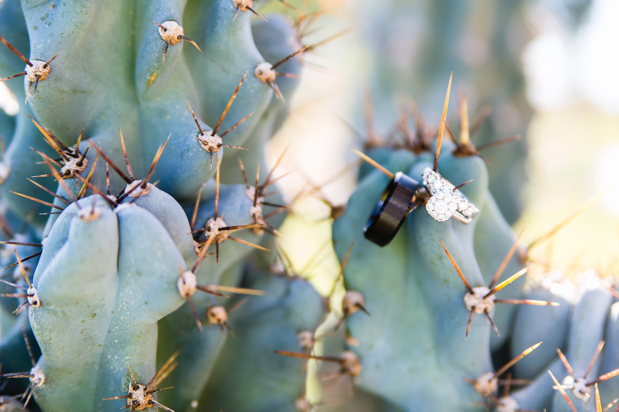 Wedding rings detail image on a cactus at Legacy Golf Resort in Phoenix, Arizona by PMA Photography
