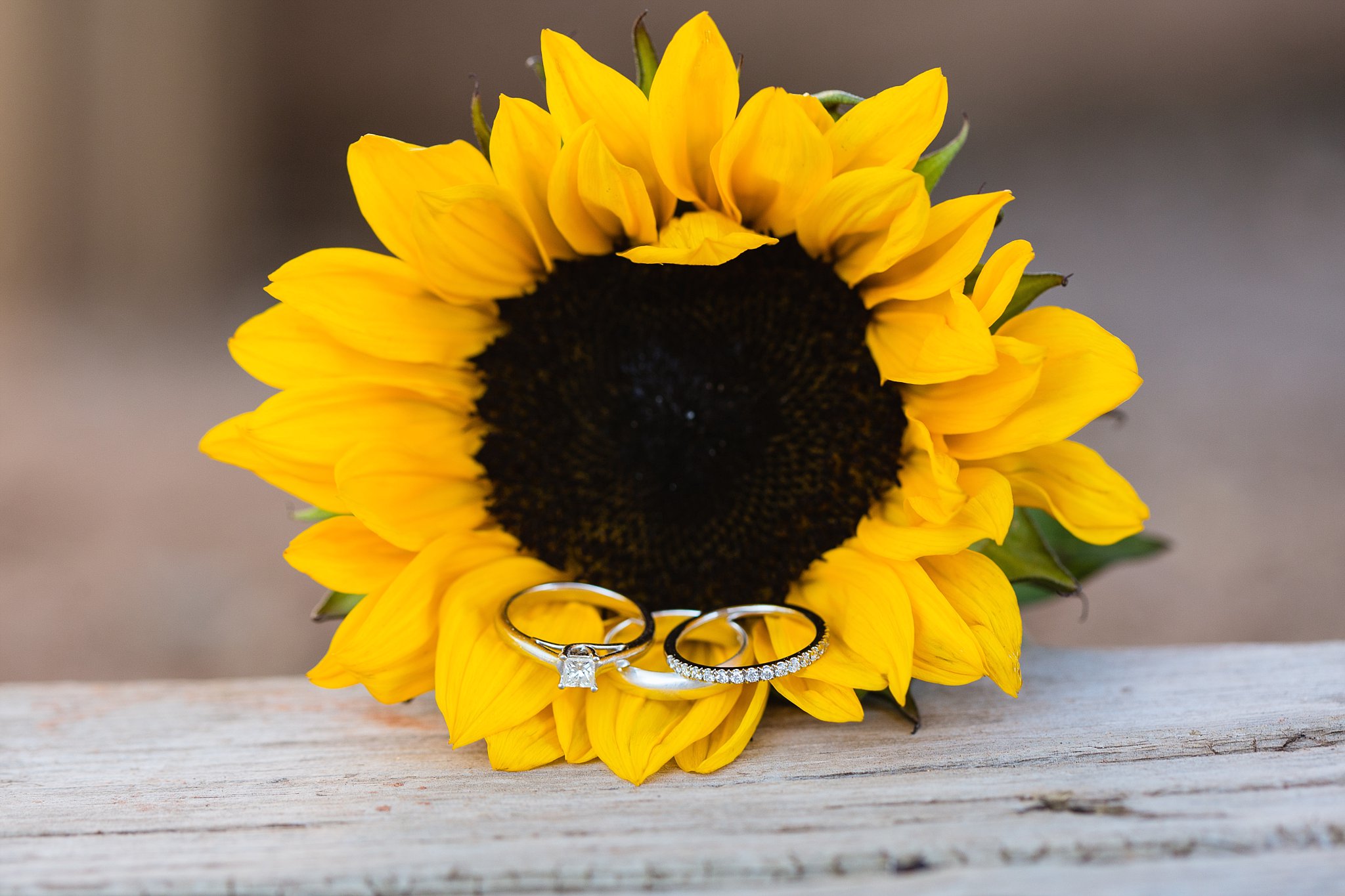 White gold simple wedding rings on a yellow sunflower by Sedona wedding photographer PMA Photography.