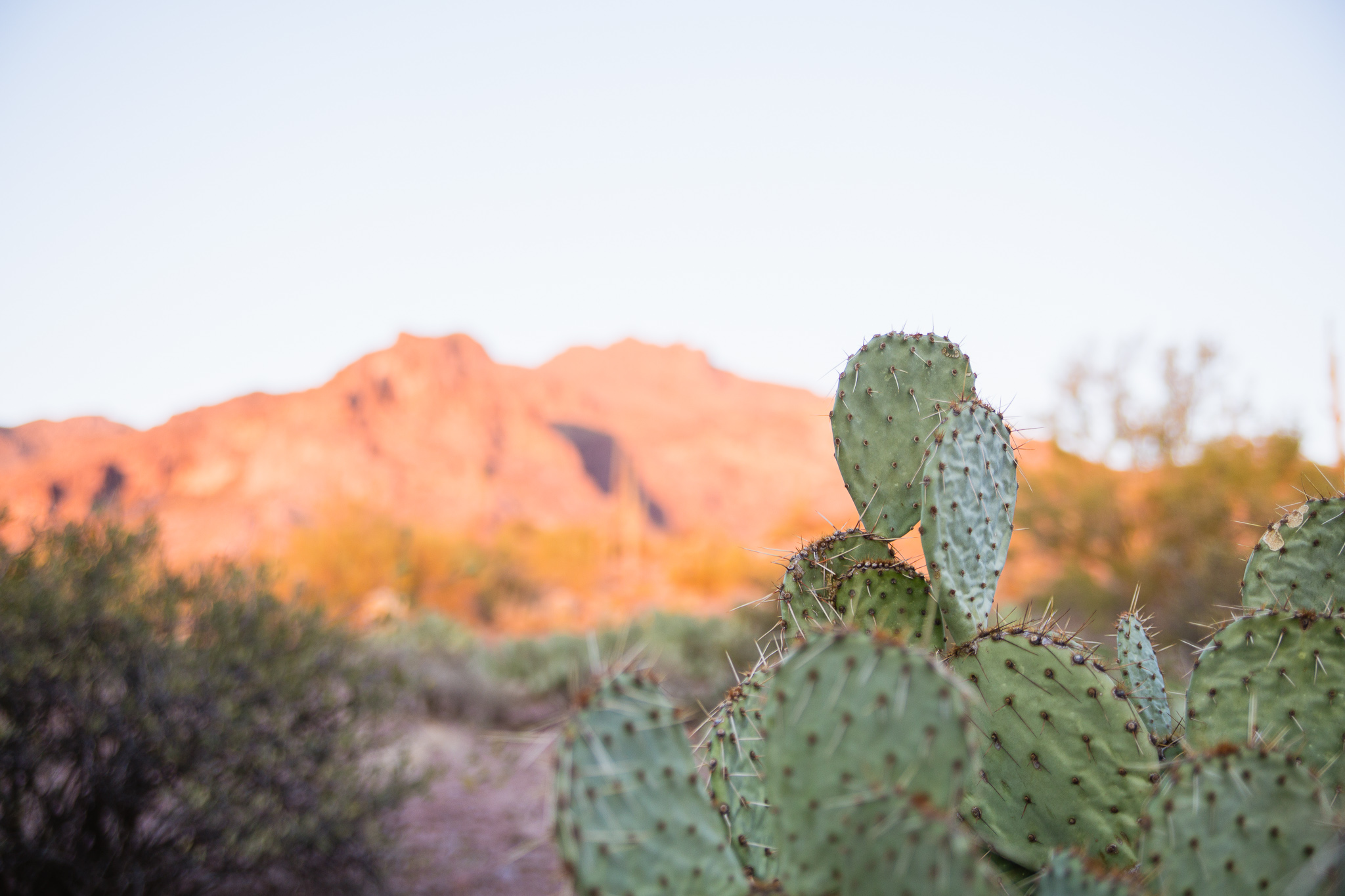 Prickly Pear cactus with the superstition mountains in Arizona.