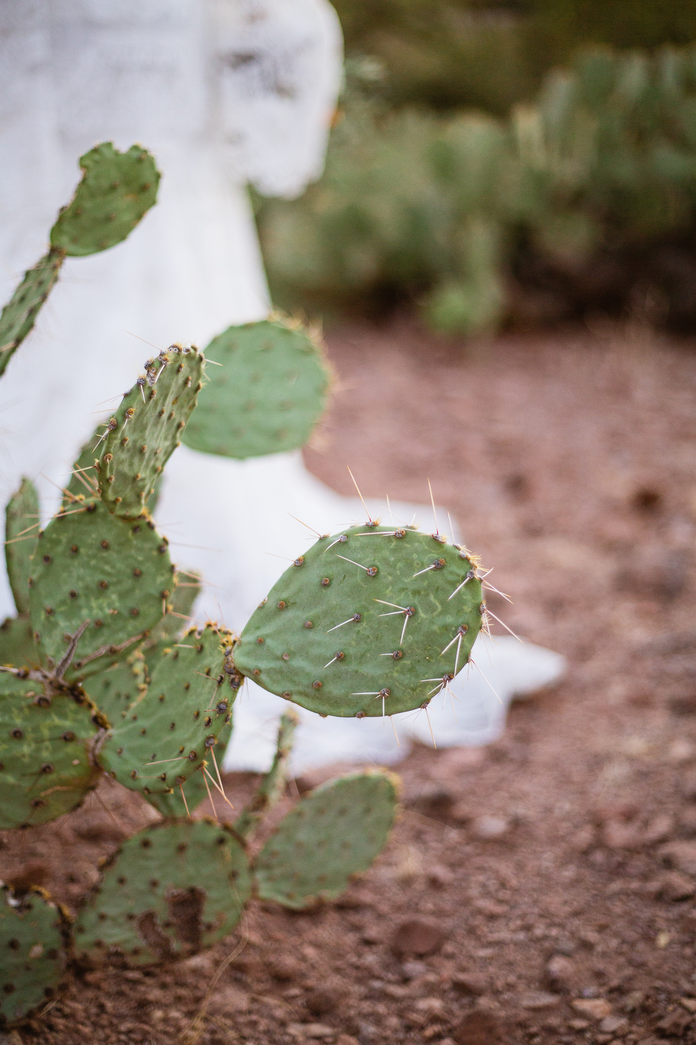 The train of a brides dress blurred in the background of a cactus at an Arizona desert wedding.