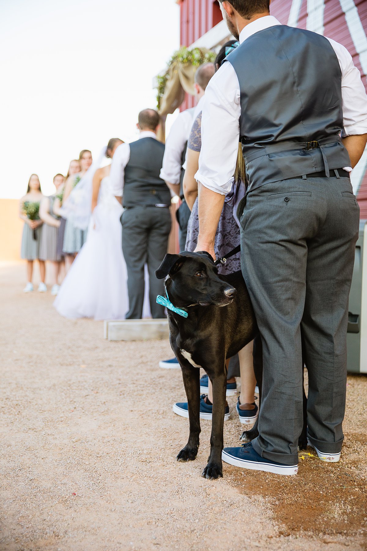 Bride and groom's dog in a blue bow tie at their DIY backyard wedding ceremony by Arizona wedding photographers PMA Photography.
