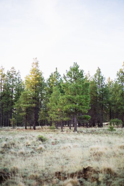 Pine trees on the edge of a Flagstaff forest by PMA Photography.