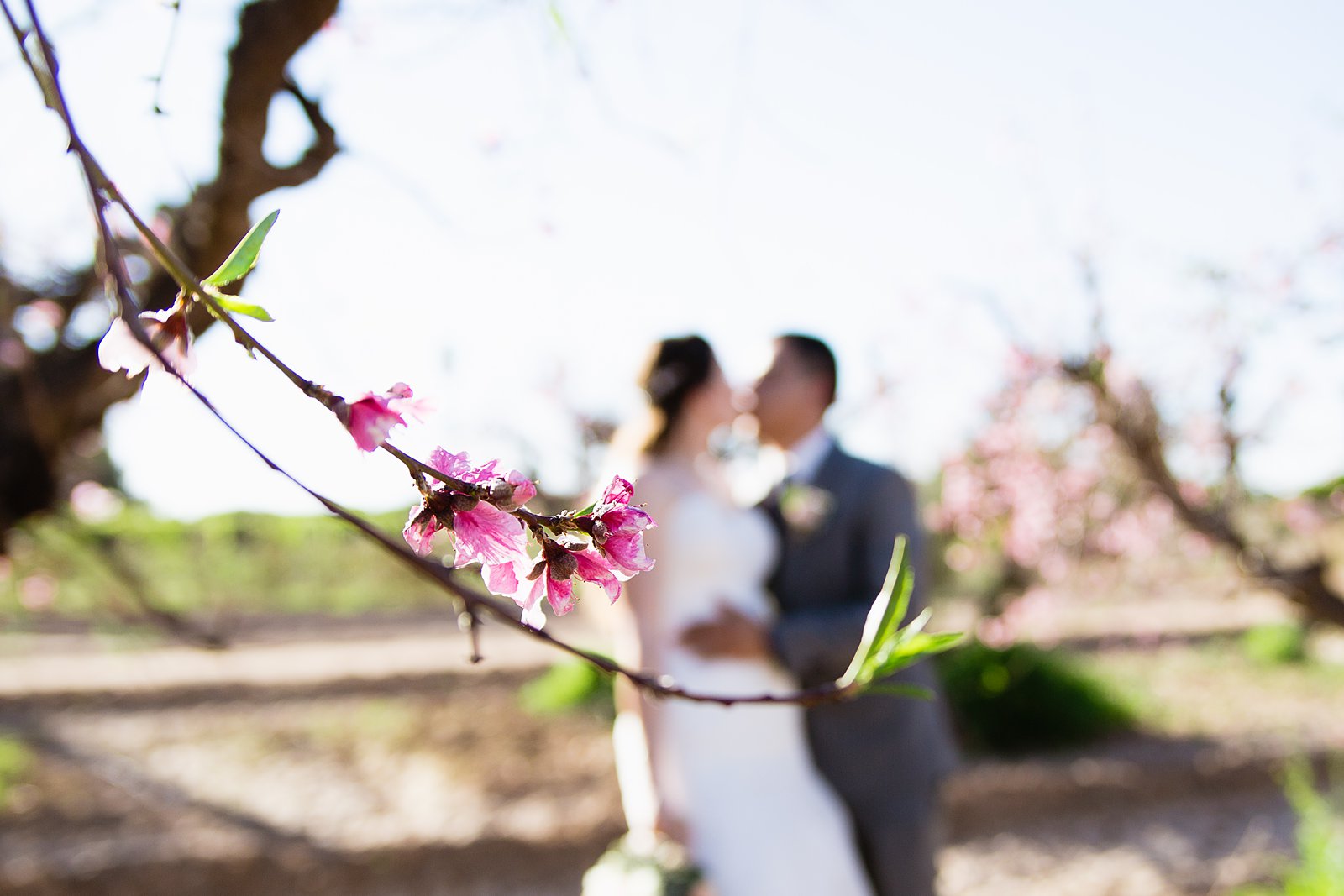 Bride and groom share a kiss behind a peach blossom by PMA Photography.