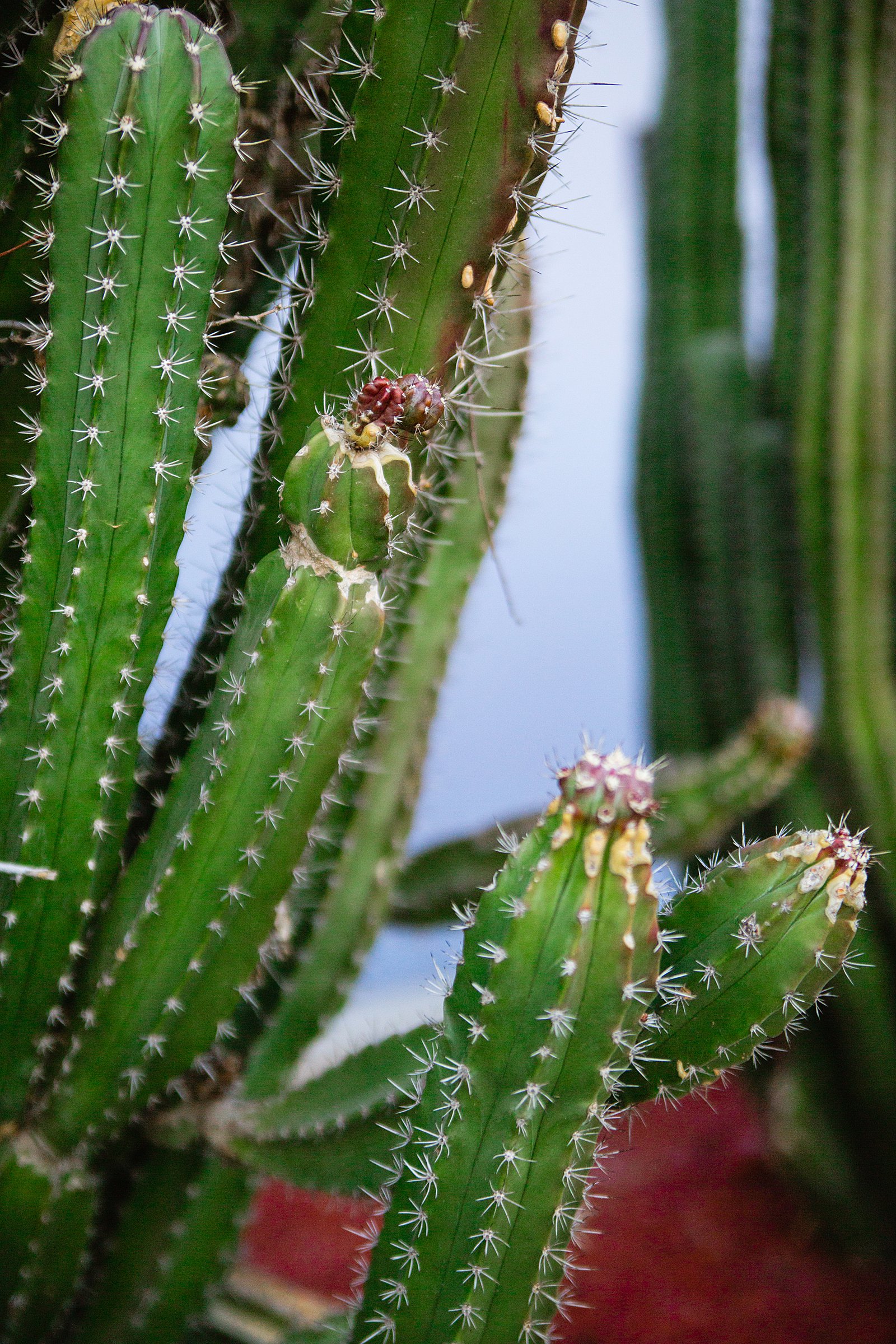 Detail image of spring cactus at the Mesa Arts Center.