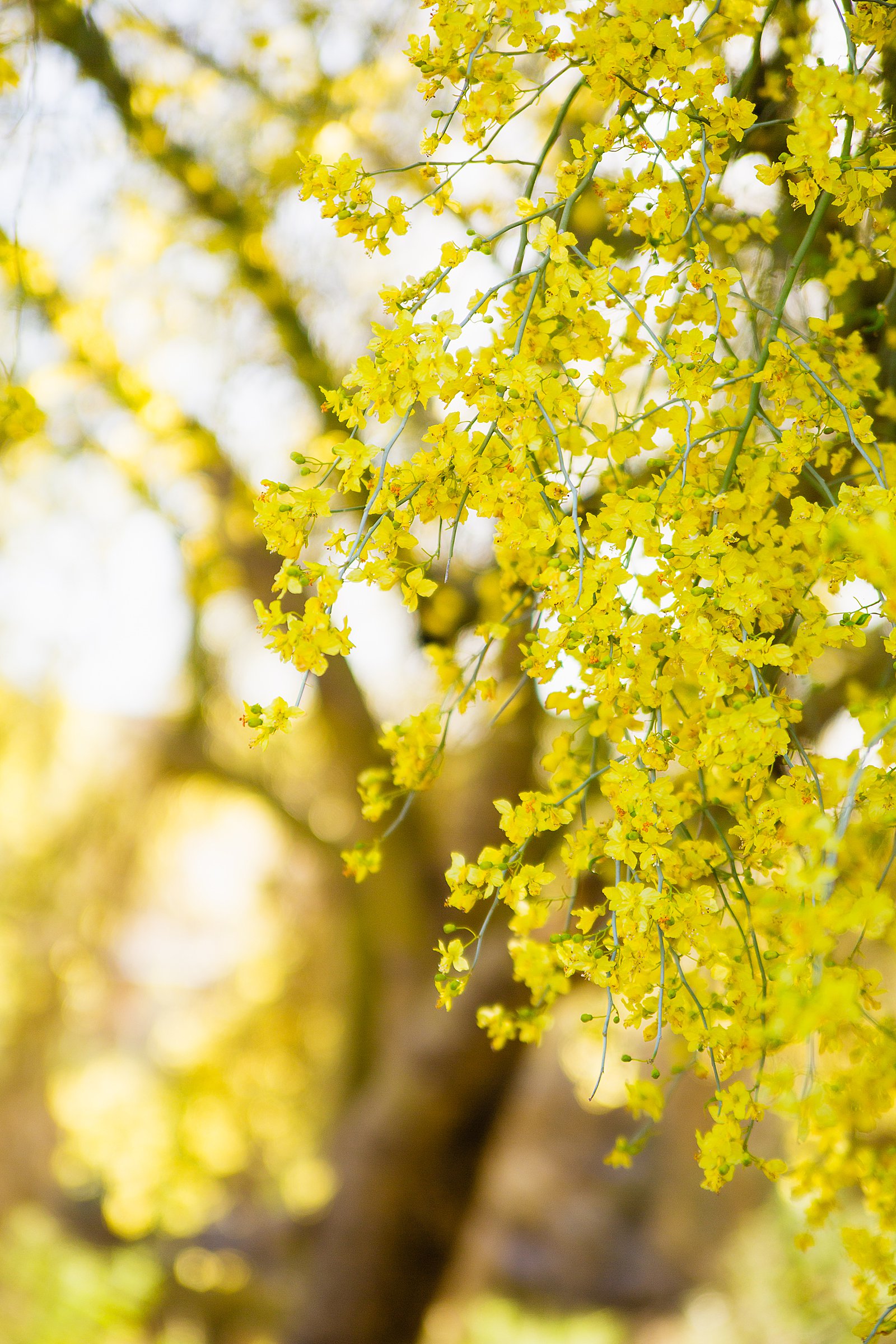 Detail image of the blossoming palo verde trees by PMA Photography.