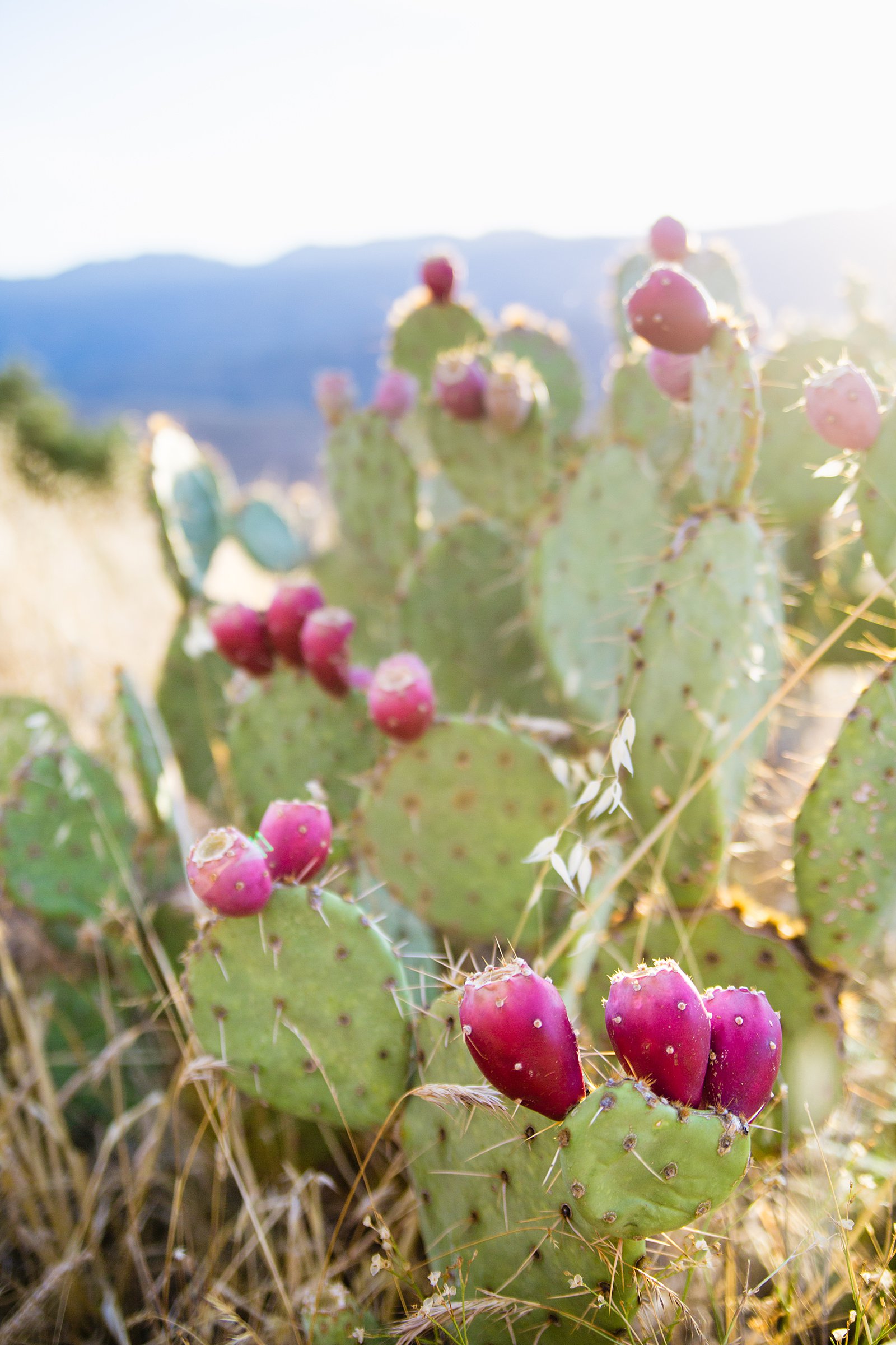 Detail image of prickly pears during a couple's engagement session.