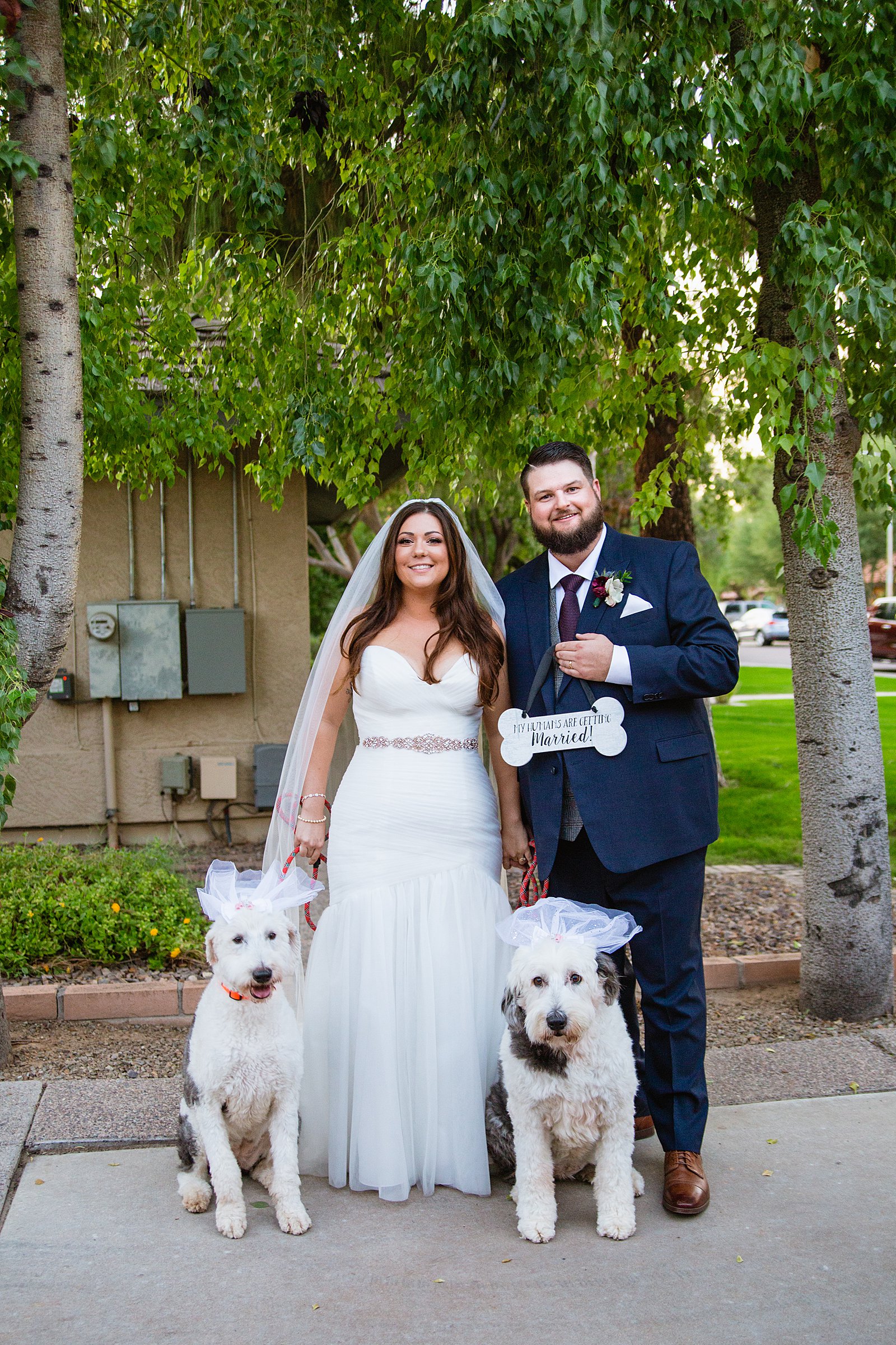 Bride and Groom pose with their dogs during their Arizona backyard wedding by Arizona wedding photographer PMA Photography.