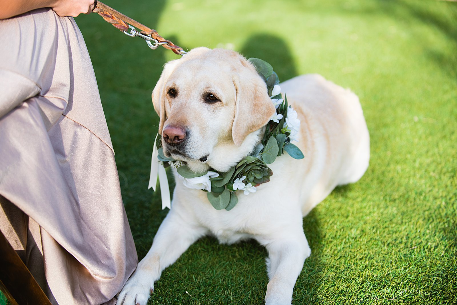 Bride's dog enjoying the wedding ceremony by PMA Photography.