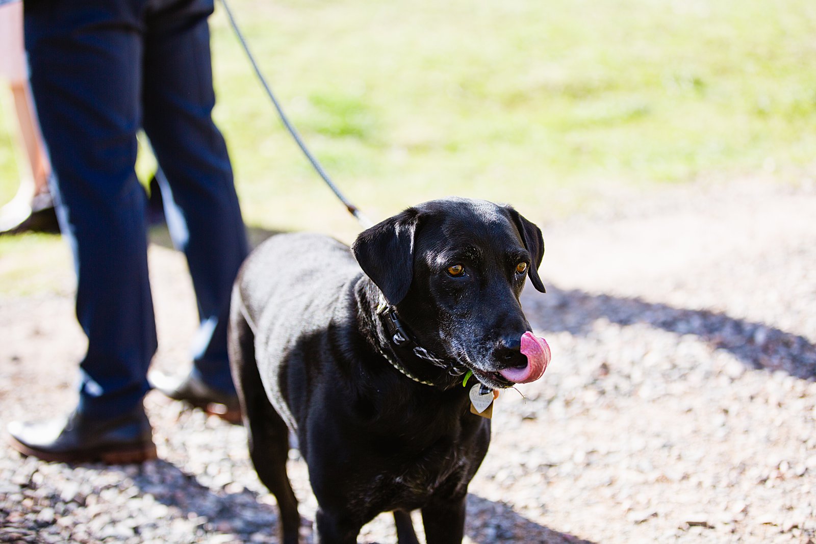 Bride and groom's dog hanging out during their Sedona elopement by PMA Photography.