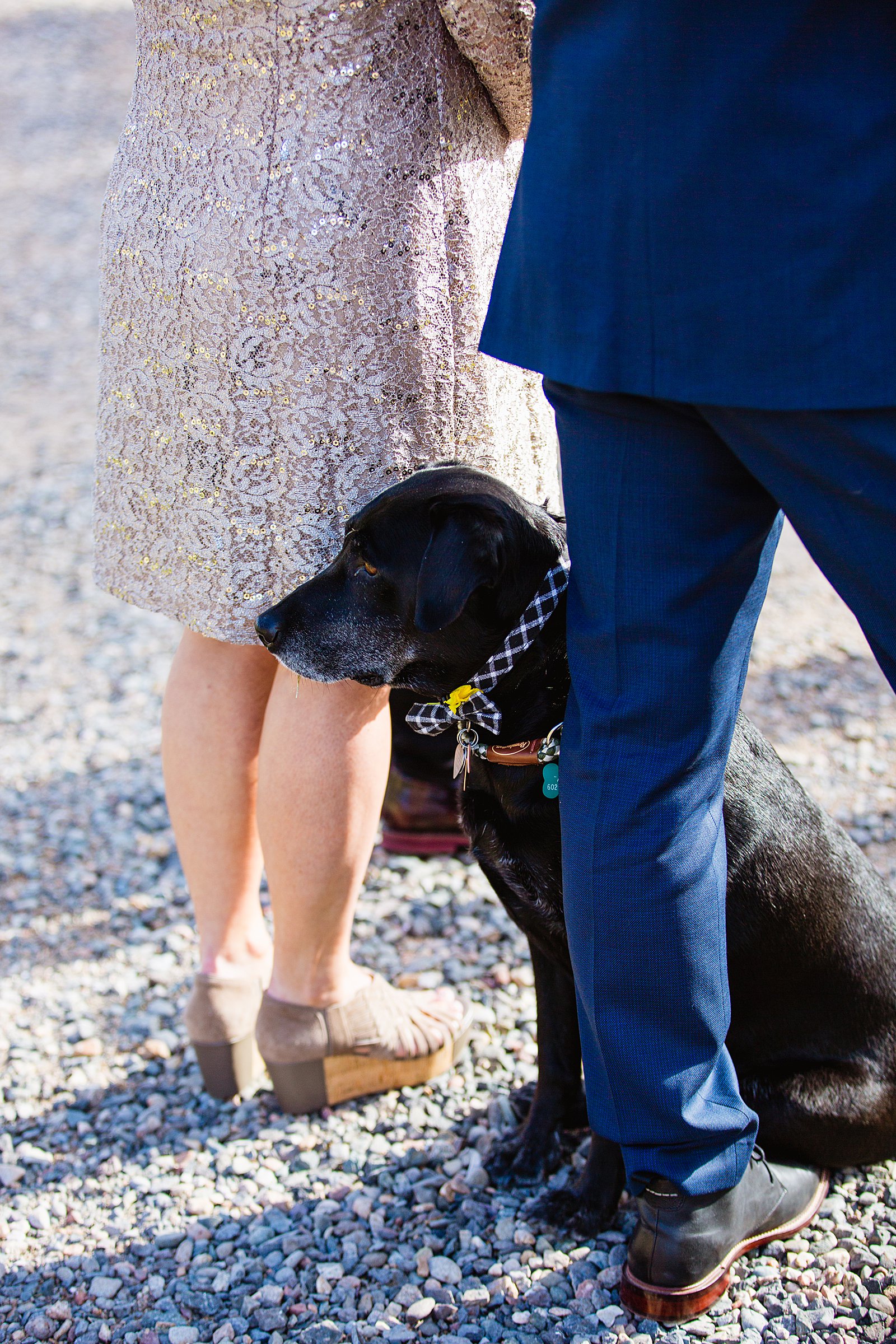 Bride and groom's dog hanging out during their Sedona elopement by PMA Photography.