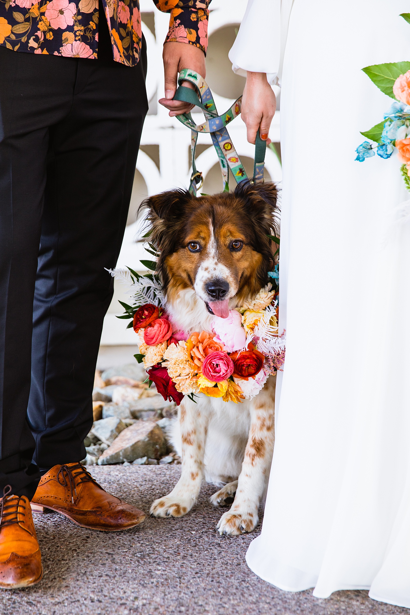 Bride and groom's first look with their dog at Mountain Shadows Resort by Phoenix wedding photographer PMA Photography.