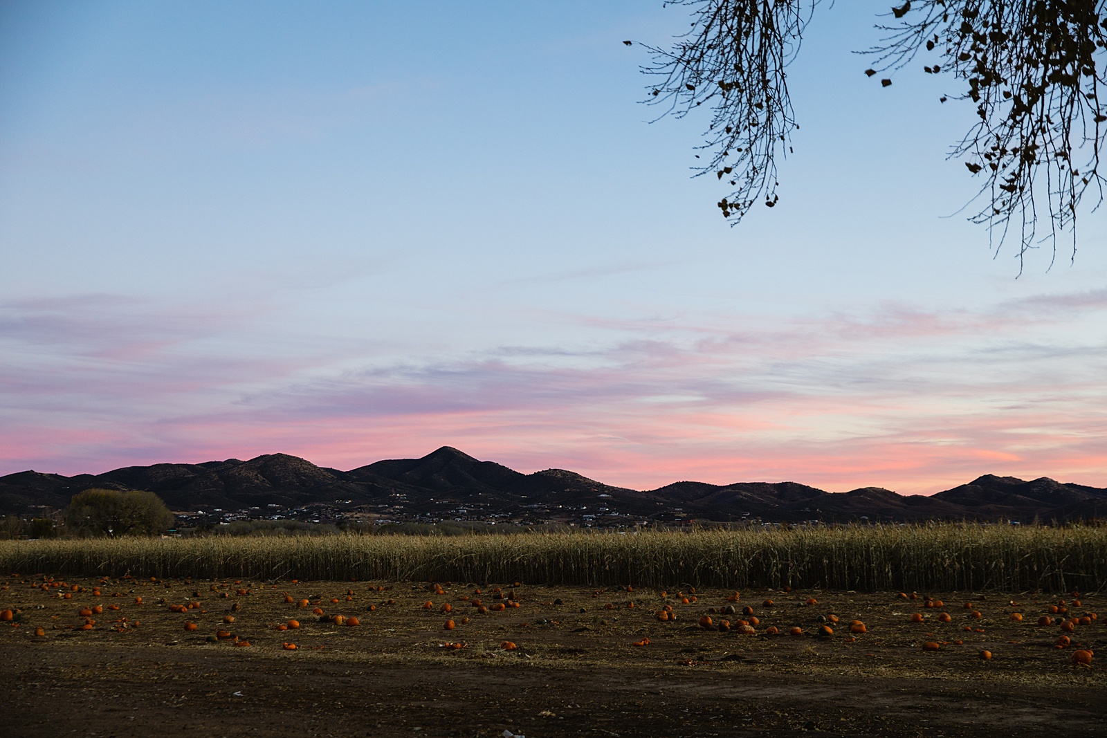 Sunset at Mortimer Farms wedding by Arizona wedding photographer PMA Photography.