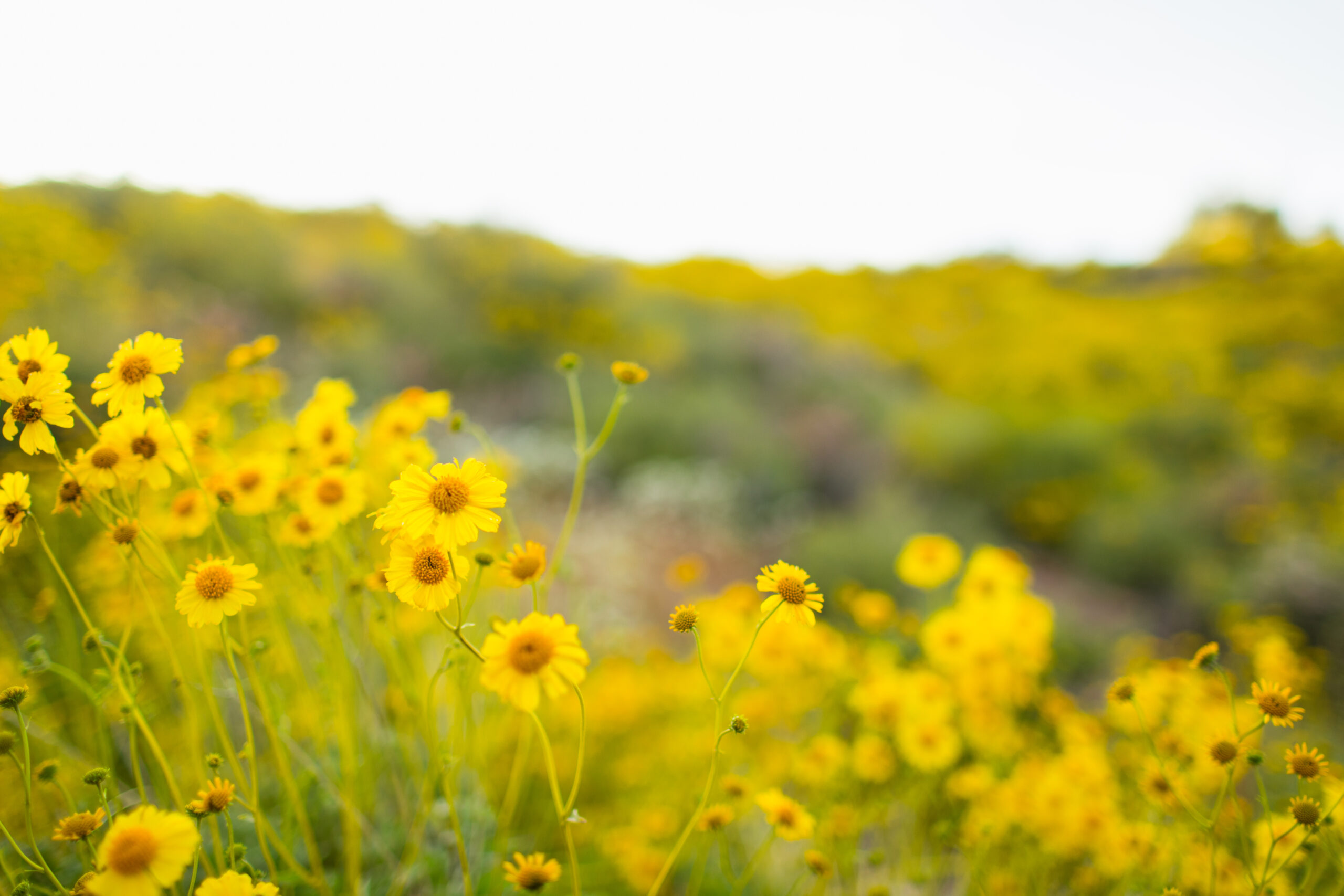 Detail image of wild flowers during engagement session by Juniper and Co Photography.