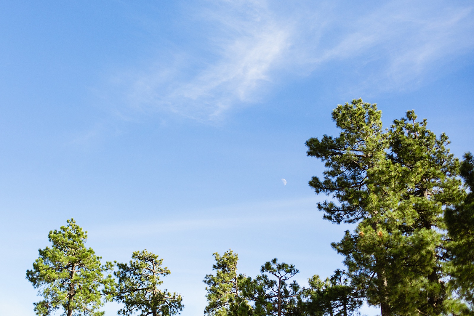 Moon phase in the sky at wedding ceremony location at Mogollon Rim by Arizona elopement photographer Juniper and Co Photography.