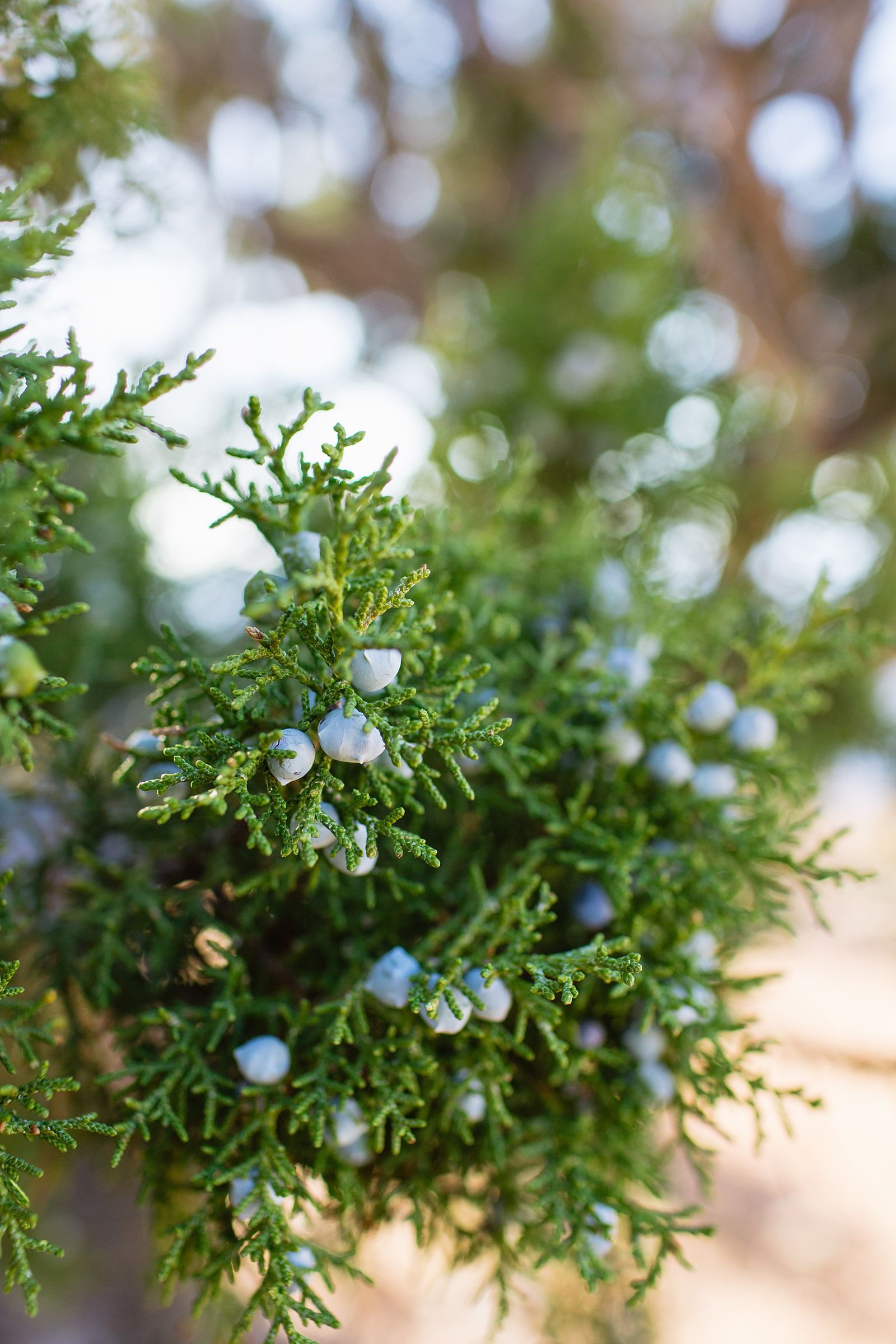Juniper tree detail at an elopement at the Grand Canyon by Arizona elopement photographer Juniper and Co Photography.
