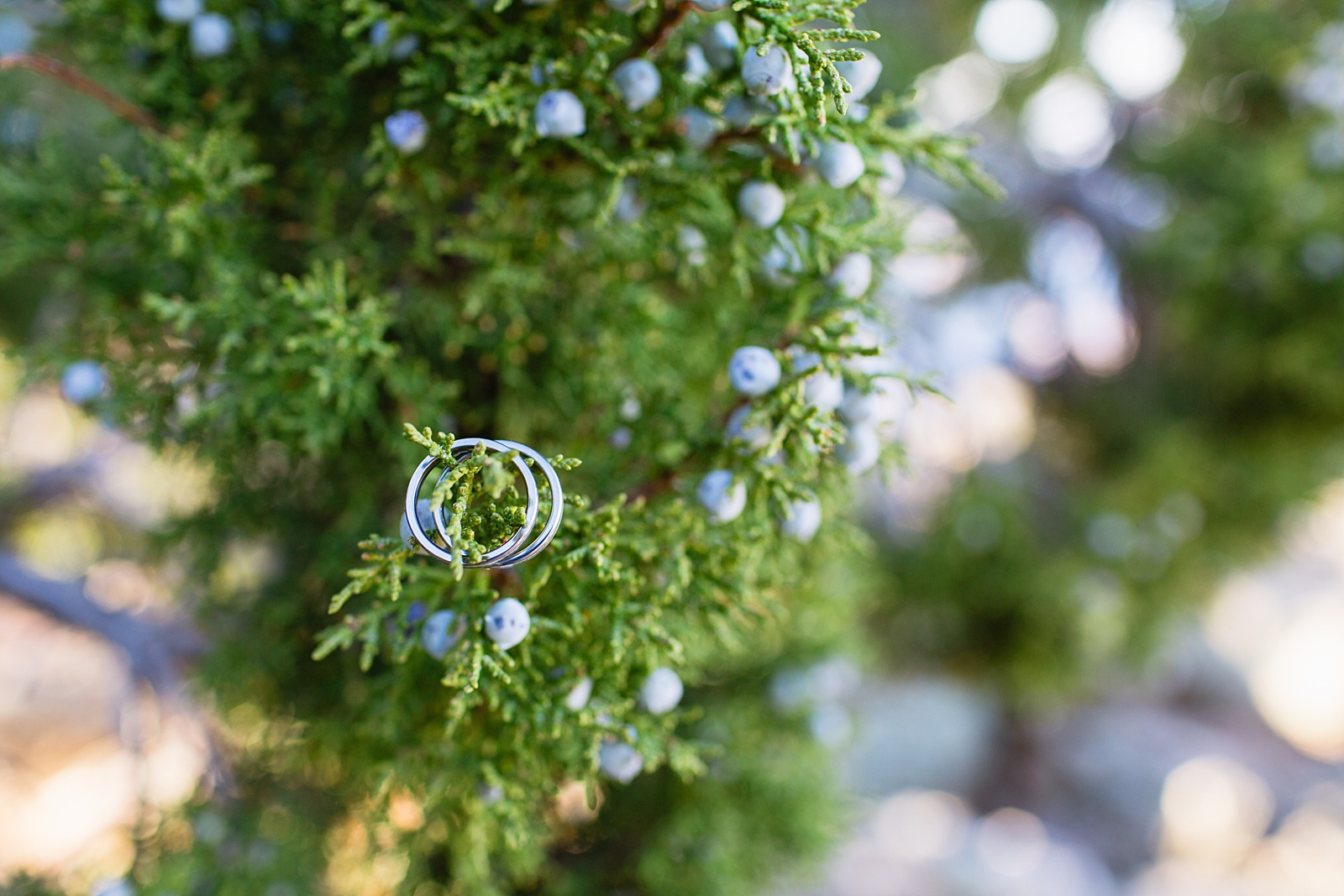 Grooms' wedding day details of wedding bands on juniper tree by Juniper and Co Photography.